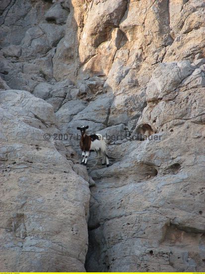 wie kommt die Ziege wieder runter von diesem Steilhang?