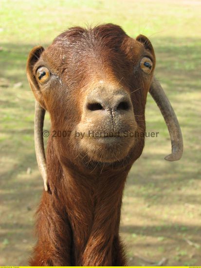 prüfender Blick - was gibt es hier zu fressen?