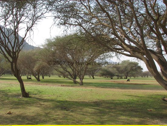 Akazienwald - wassergespeist von Bergwasser und Zisternen