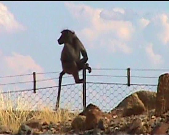 Affenfamilie am Straßenrand