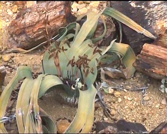 ähnlich wie die Welwitschia