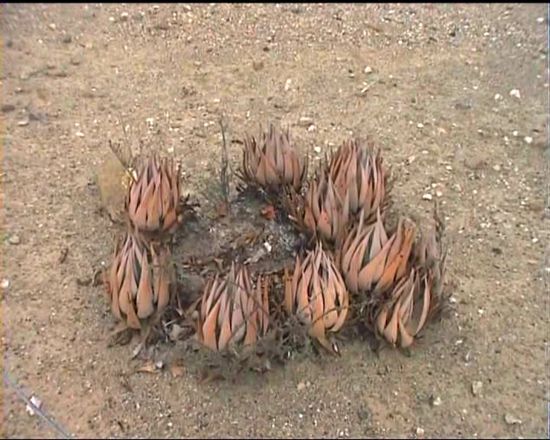 eigenartige Formation