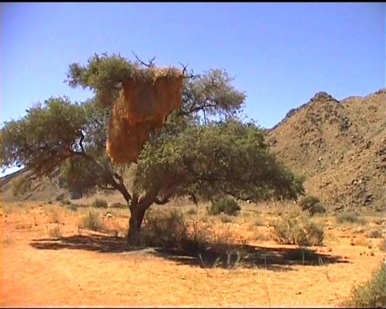 der Baum beheimatet ein Reisenvogelnest