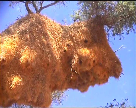 die Zugänge zu den Nestern befinden sich an der Unterseite