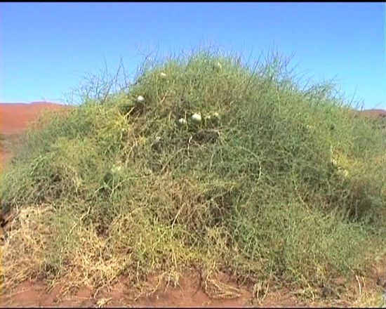 flüssigkeitsspeichernde Pflanzen