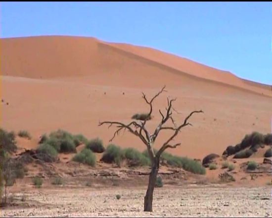 trotz des Wassers: vertrocknet