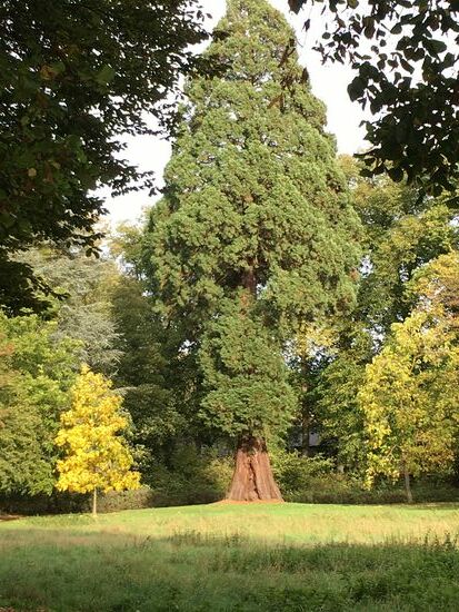 selbst alte Sequoias (Riesenmammutbäume) stehen im Park