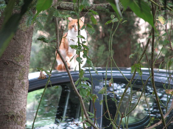 Dazu hatte sie einen erhöhten Beobachtungsposten auf dem Mietwagendach gewählt.