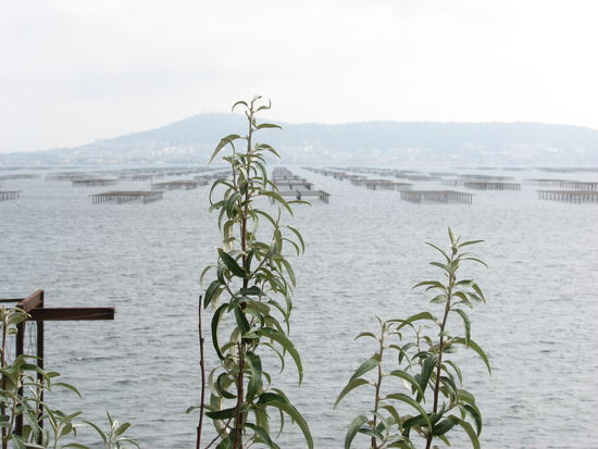 Etang de Thau - Austernzucht