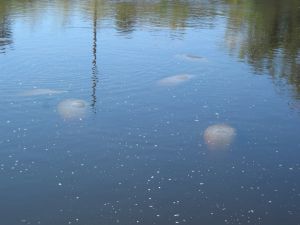Manatees schweben im Wasser
