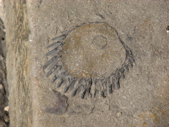 dass man zahlreiche Versteinerungen finden kann.