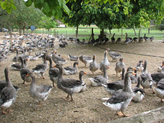 Perigoprd-Gänse in Tursac