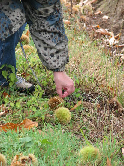 sind sehr stachelig !!!