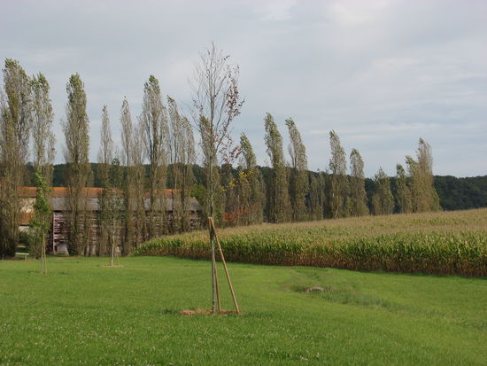Tabakfelder und Trockenscheunen für Tabak