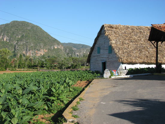 Tabakfeld mit Trockenschuppen