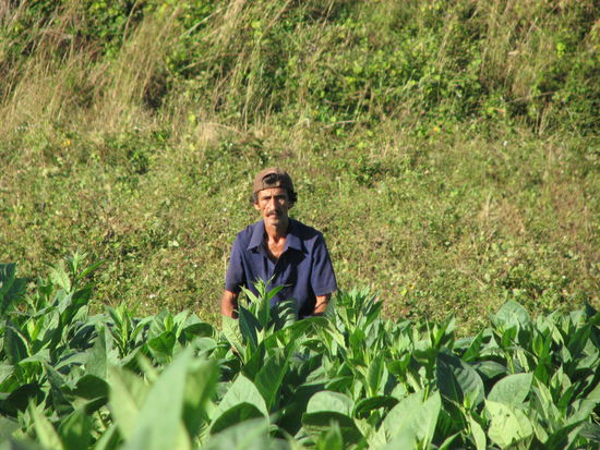 Pflegearbeiten im Tabakfeld
