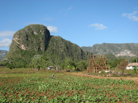 Felder und wiederaufgebauter - noch nicht vollendeter - Schuppen zur Tabaktrocknung - vor einem/r 'Mogote'