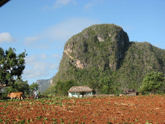 'moderner' Feldbau -