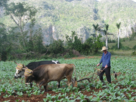 Tabakfeldbearbeitung