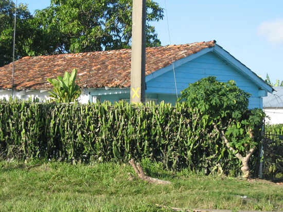 Hecken werden hier mit Kakteen hochgezogen