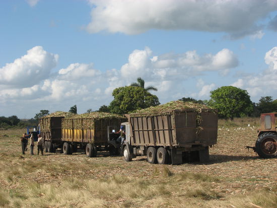 Zuckerrohr-Erntetransporter