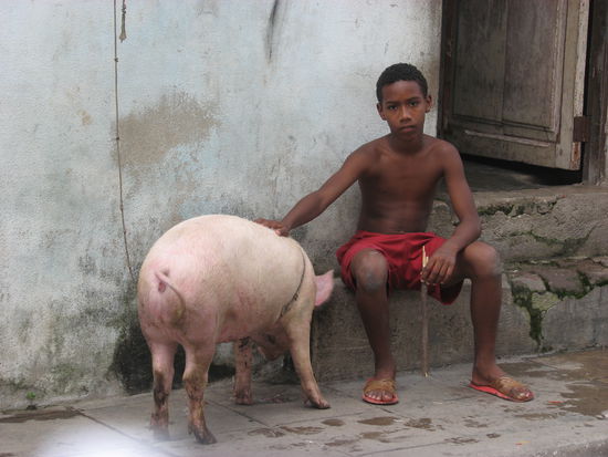 Schweinehaltung auf der Strasse
