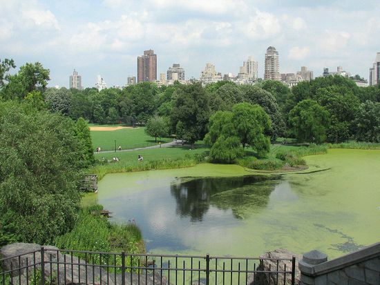 Turtle Pond