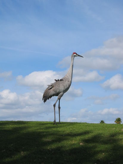 Diese Vögel lassen sich durch Golfbälle überhaupt nicht stören, aber wie sie heißen, haben wir bislang noch nicht erfahren - wer kann uns helfen?