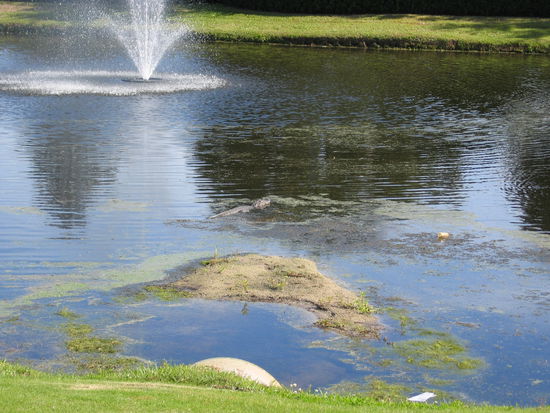 Dagegen kennen wir dieses Tier (in der Bildmitte) schon und wissen, dass man am zahlreichen Waser immer Alligatoren unterschiedlichster Größe trifft,