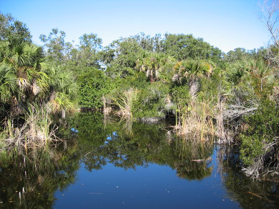 am Visitorcenter des Merrit Island Wildlife Refuge - naturbelassener See mit allerlei Fisch- und Vogelleben