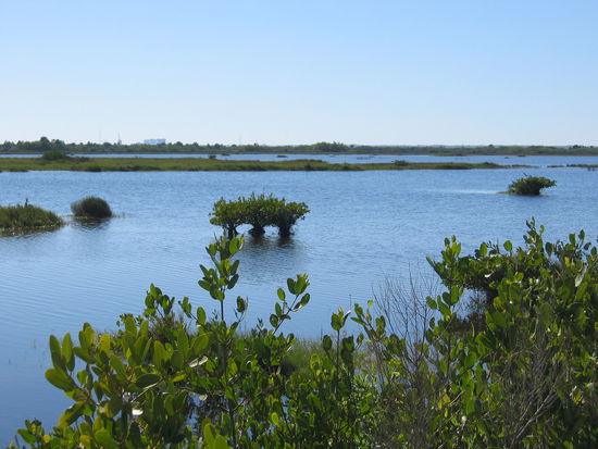 Flachsee mit mangrovenähnlichem Baumbestand