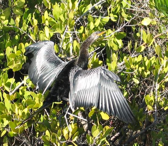 Anhinga