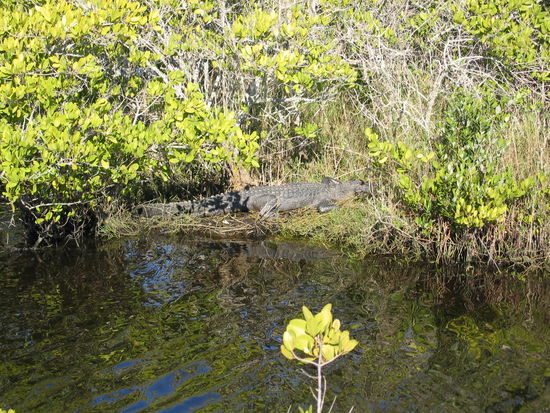 Die Alligatoren liegen Gott sei Dank jenseits des Wassers und  scheinen zu schlafen