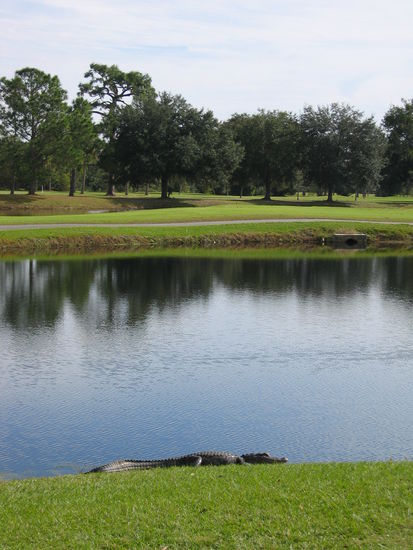 Gott sei Dank ist der Alligator am Damenabschlag noch klein und wohl auch müde