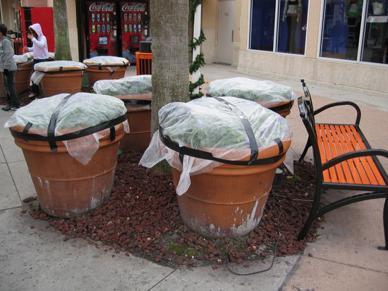 In der zweiten Woche besuchten wir das 2. Center - da wurden die Pflanzen schon vor Frost geschützt.