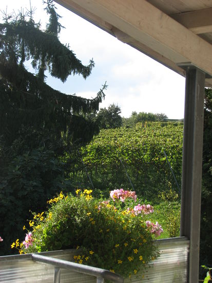 Blick vom Balkon in den Weinberg
