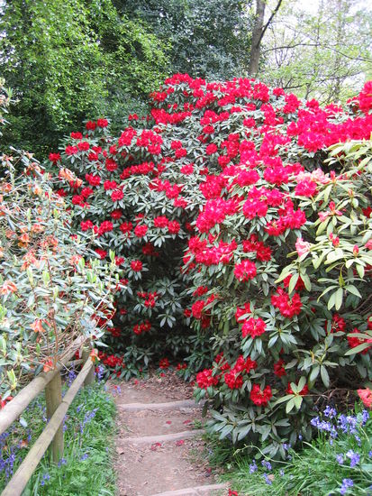 viele Rhododendronbüchse und andere exotische z.T. riesige Büsche
