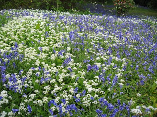 Wiese aus blauen Glockenblumen und Bärlauch