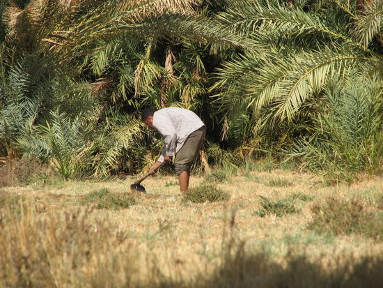 ermöglicht wieder Feldwirtschaft