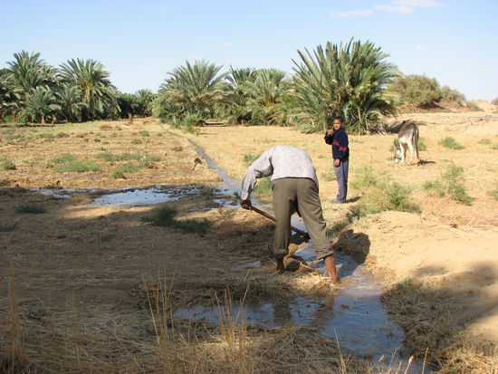 entsprechenden Bewässerung