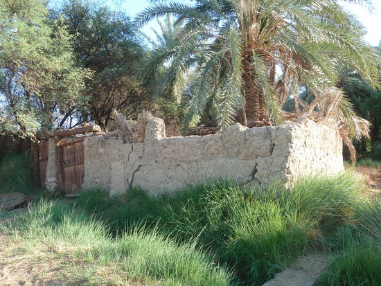 Spaziergang durch die Palmengärten