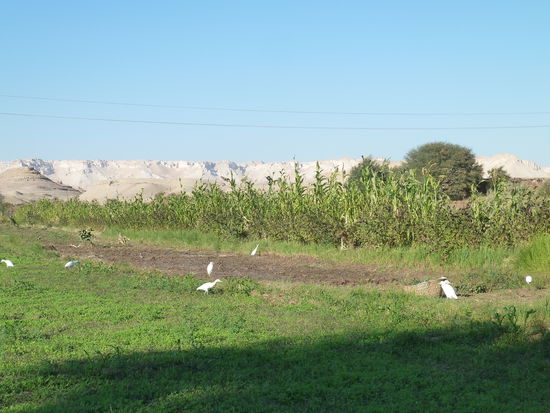 mit Blick auf die die Oase begrenzende Bergkette