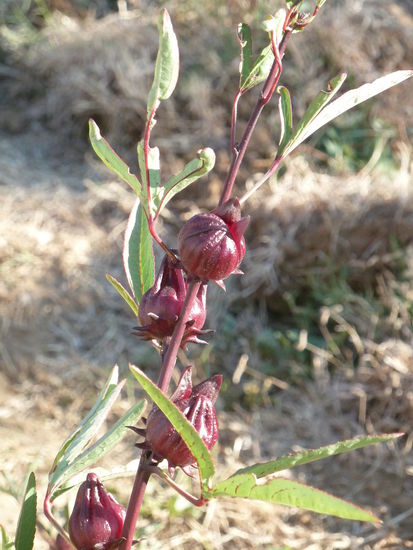 Hibiskusblüten werden getrocknet und als Tee aufgebrüht - wir bekommen ihn häufig gekühlt als Begrüßungsgetränk