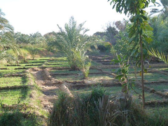 ist das benachbarte Feld noch trocken