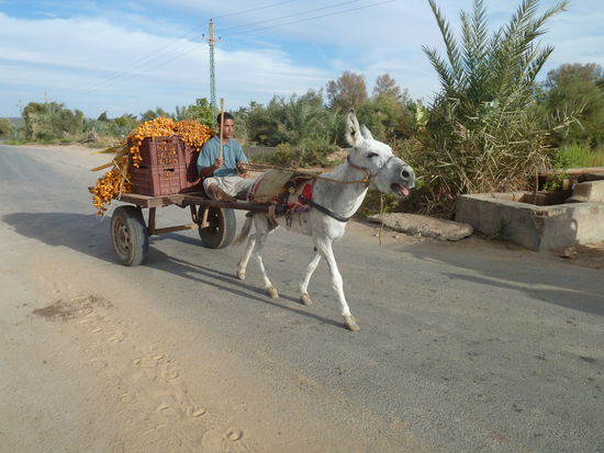 Eselskarren sind durchaus noch die üblichen Transportmittel - hier mit frisch geerneten Datteln (Hauptprodukt der Oase)
