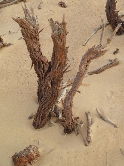 abgestorbenes Holz verwittert oder wird wie hier zum Teekochen verwendet - in den anderen Teilen der Oasen ist dies inzwischen nicht mehr gestattet.