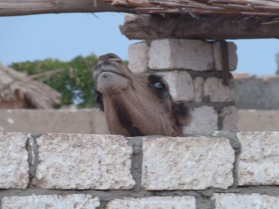neugierig auf die Fremden