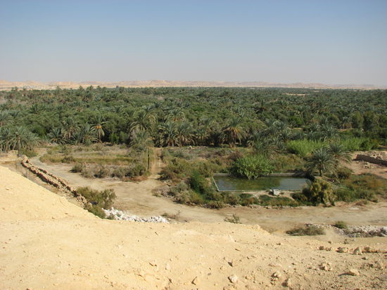 auf die Palmengärten der Oase