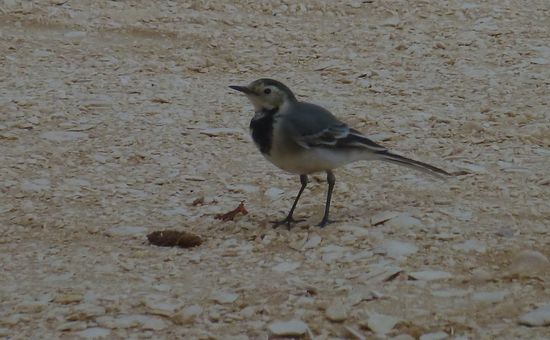 selbst ein Vogel findet her