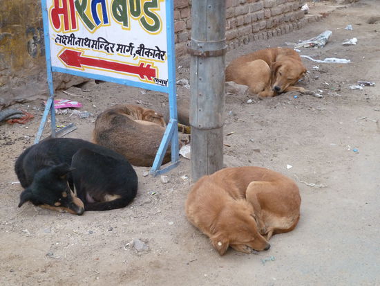 und ein Schlafplätzchen findet sich auch
